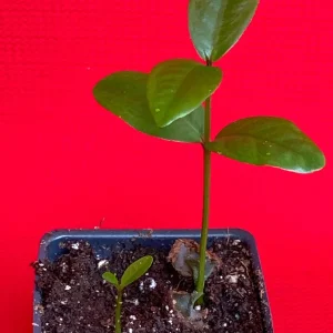 Purple Malay Apple Tree Live Plant - Syzygium malaccense Fruit Tree Starter Plant 3-8 inches Tall, Potted - Image 2