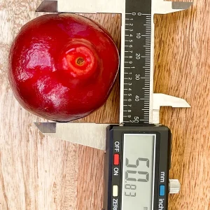 Purple Malay Apple Tree Live Plant - Syzygium malaccense Fruit Tree Starter Plant 3-8 inches Tall, Potted - Image 7