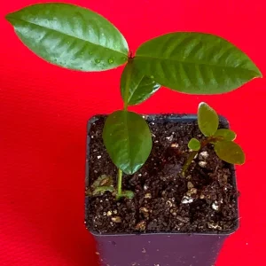 Purple Malay Apple Tree Live Plant - Syzygium malaccense Fruit Tree Starter Plant 3-8 inches Tall, Potted - Image 9
