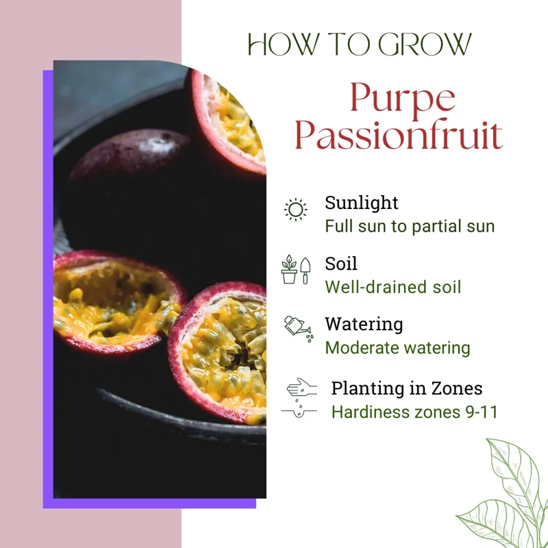 Purple Passion Fruit Live Plant - Perennial Vine, 4-7 Inch, Outdoor - Image 2