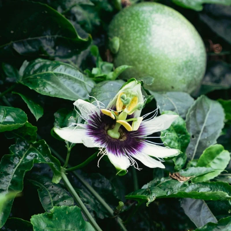 Purple Passion Fruit Live Plant - Perennial Vine, 4-7 Inch, Outdoor - Image 4