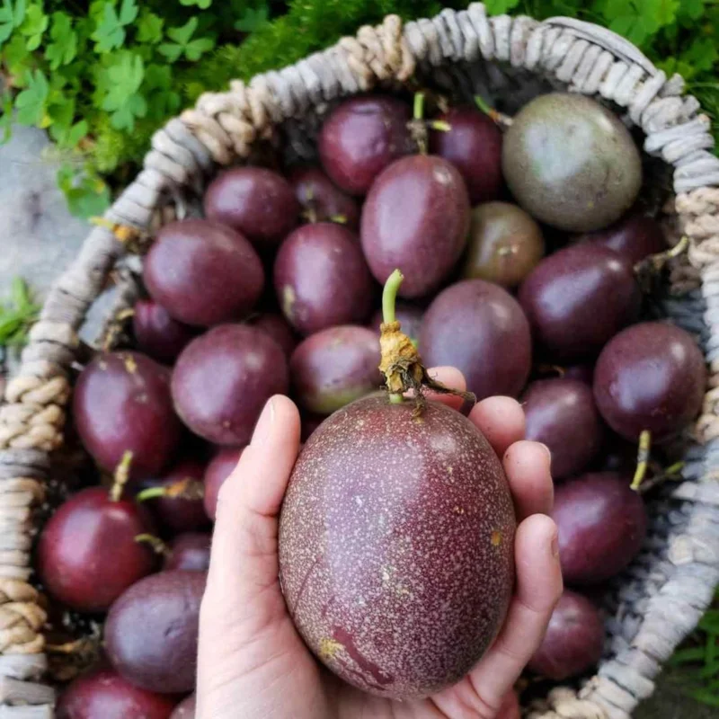 Purple Passion Fruit Live Plant - Perennial Vine, 4-7 Inch, Outdoor - Image 5