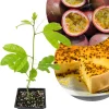 Purple Passion Fruit Live Plant - Perennial Vine, 4-7 Inch, Outdoor - Image 1
