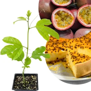 Purple Passion Fruit Live Plant - Perennial Vine, 4-7 Inch, Outdoor - Image 1