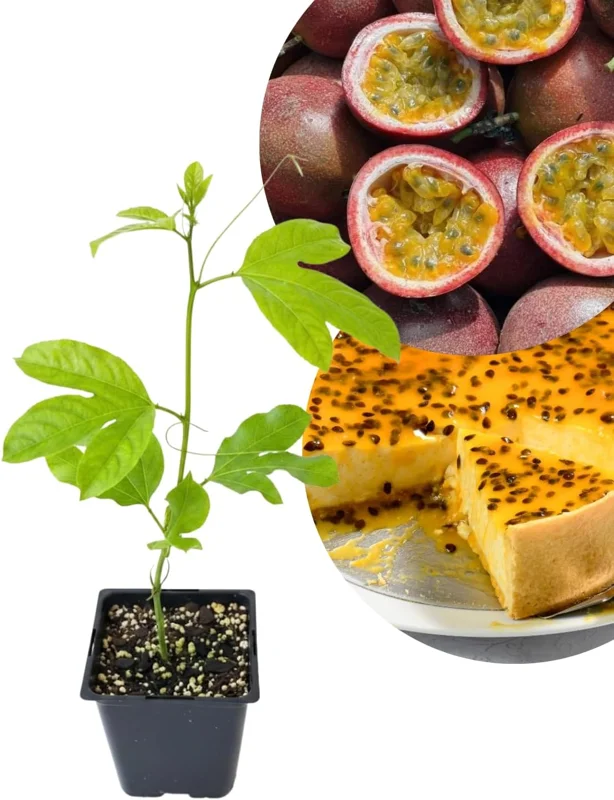 Purple Passion Fruit Live Plant - Perennial Vine, 4-7 Inch, Outdoor - Image 1