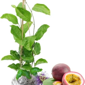 Purple Passion Fruit Live Plant - Tropical Fruit Vine for Planting - Image 1