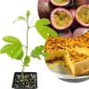 Purple Passion Fruit Live Plant Vine – Perennial, 4-7 Inch, Outdoor - Image 1