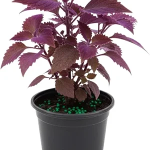 Purple Passion Live Plant Gynura, Velvet Purple Leaves, 4-8 Inches, Indoor/Outdoor - Image 5