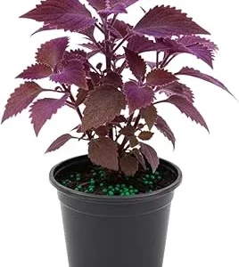 Purple Passion Live Plant Gynura, Velvet Purple Leaves, 4-8 Inches, Indoor/Outdoor - Image 6