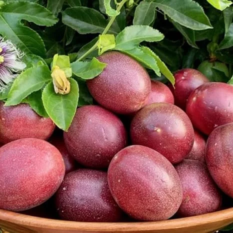 Purple Passionfruit Vine Live Plant - 5 to 9 Inch Tall Edible Passiflora Outdoor Garden - Image 2