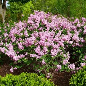 Purple Pink Lilac Live Plant, Reblooming Flower Starter for Garden, 4-6 Inch Tall - Image 5