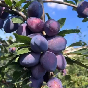 Purple Plum Tree Live Plant, 3-4 Ft Tall, Bare Root, Cold Hardy Outdoor Fruit Tree - Image 2