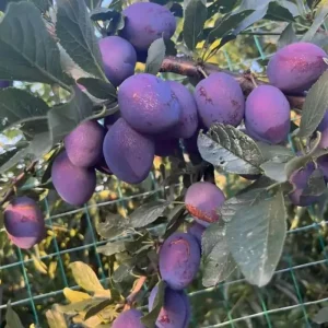 Purple Plum Tree Live Plant, 3-4 Ft Tall, Bare Root, Cold Hardy Outdoor Fruit Tree - Image 3