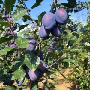 Purple Plum Tree Live Plant, 3-4 Ft Tall, Bare Root, Cold Hardy Outdoor Fruit Tree - Image 4