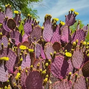 Purple Prickly Pear Cactus Live Plant, 3-5 Inch, Outdoor Growing Succulent - Image 7