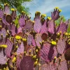 Purple Prickly Pear Cactus Live Plant, 3-5 Inch, Outdoor Growing Succulent - Image 1