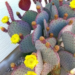 Purple Prickly Pear Cactus Live Plant - 3 Inch Pot, Drought Tolerant - Image 3