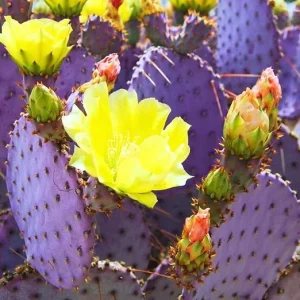 Purple Prickly Pear Cactus Live Plant, 3 Inch Pot, Drought Tolerant - Image 5