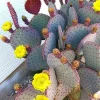 Purple Prickly Pear Cactus Live Plant - 3 Inch Pot, Drought Tolerant - Image 1