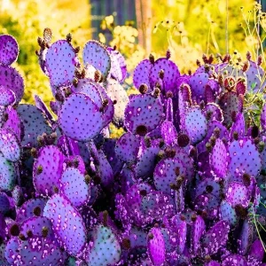Purple Prickly Pear Cactus Live Plant – 4-6 Inch Potted Hardy Succulent – Outdoor - Image 3