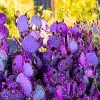 Purple Prickly Pear Cactus Live Plant – 4-6 Inch Potted Hardy Succulent – Outdoor - Image 1