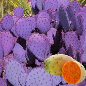 Purple Prickly Pear Cactus Live Plant – 4-6 Inch Tall, Hardy Succulent for Garden - Image 4