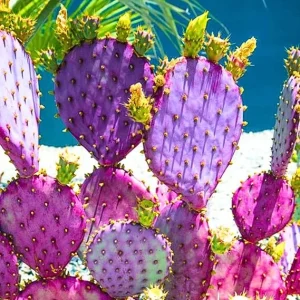Purple Prickly Pear Cactus Live Plant – 6-8 Inches Tall, Hardy Outdoor Succulent - Image 7