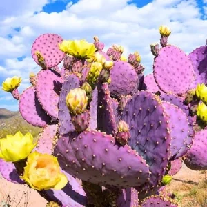 Purple Prickly Pear Cactus Live Plant Potted, 3-5 Inch Tall, Indoor Outdoor - Image 2