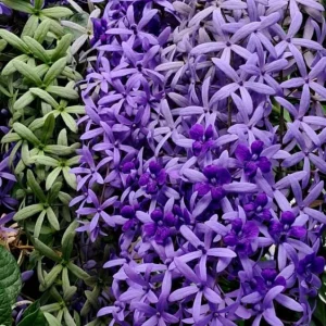Purple Queen's Wreath Vine Petrea Volubilis Live Plant 5-9 Inch Tall Tropical Climbing Flowering - Image 10
