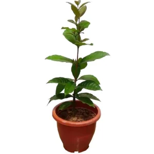 Purple Queen's Wreath Vine Petrea Volubilis Live Plant 5-9 Inch Tall Tropical Climbing Flowering - Image 2