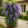 Purple Queen's Wreath Vine Petrea Volubilis Live Plant 5-9 Inch Tall Tropical Climbing Flowering - Image 1