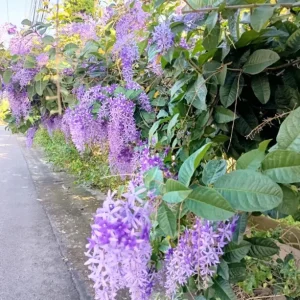 Purple Queen's Wreath Vine Petrea Volubilis Live Plant 5-9 Inch Tall Tropical Climbing Flowering - Image 8