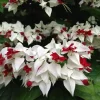 Purple & Red Bleeding Heart Vine Live Plant - Clerodendrum, Outdoor - Image 1