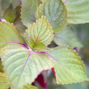 Purple Shiso Seeds - Japanese Perilla & Vietnamese Perilla Basil Seeds - 1400 Seeds - Image 2