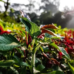 Purple Shiso Seeds - Japanese Perilla & Vietnamese Perilla Basil Seeds - 1400 Seeds - Image 5