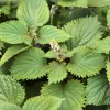 Purple Shiso Seeds - Japanese Perilla & Vietnamese Perilla Basil Seeds - 1400 Seeds - Image 1