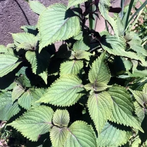 Purple Shiso Seeds - Japanese Perilla & Vietnamese Perilla Basil Seeds - 1400 Seeds - Image 6