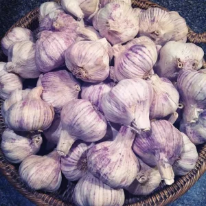 Purple Stripe Italian Garlic Bulbs for Planting - 1 Pound Hardneck Tubers - Image 6