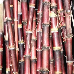 Purple Sugarcane Cuttings – 10 Fresh Unrooted Plants – 12-24