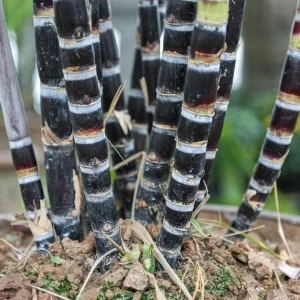 Purple Sugarcane Cuttings – 10 Fresh Unrooted Plants – 12-24