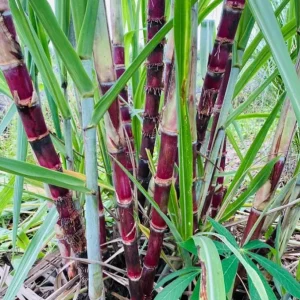 Purple Sugarcane Cuttings – 10 Fresh Unrooted Plants – 12-24