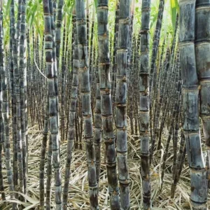 Purple Sugarcane Cuttings – 10 Fresh Unrooted Plants – 12-24