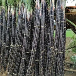 Purple Sugarcane Cuttings – 10 Fresh Unrooted Plants – 12-24" Long, 2-3 Nodes Each - Image 1