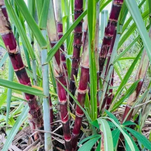 Purple Sugarcane Cuttings – 20 Unrooted Cuttings – 12