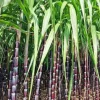 Purple Sugarcane Cuttings – 20 Unrooted Cuttings – 12" Long, 2-3 Nodes Each - Image 1
