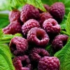 Purple Thornless Raspberry Live Plants – 2-Pack, 4-9 Inches Tall, Cold Hardy Outdoor - Image 1