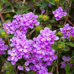 Purple Trailing Lantana Live Plant - 4-6 Inch Tall Perennial Outdoor Flower - Image 3