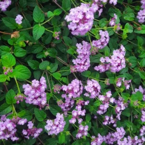 Purple Trailing Lantana Live Plant - 4-6 Inch Tall Perennial Outdoor Flower - Image 5
