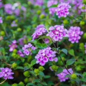 Purple Trailing Lantana Live Plant - 4-6 Inch Tall Perennial Outdoor Flower - Image 7