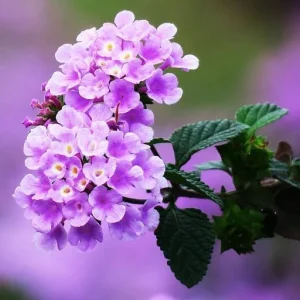 Purple Trailing Lantana Live Plant - 4-6 Inch Tall Perennial Outdoor Flower - Image 8